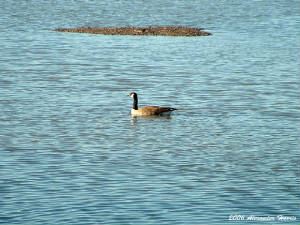 goose.jpg