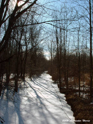treesandsnow.jpg